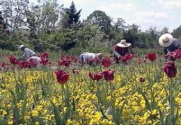 �Ԃ̍L��u�`���[���b�v�ƂȂ̂͂ȁv