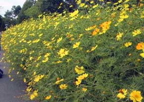 �Ԃ̍L��u�R�X���X�v