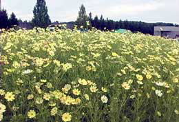 �Ԃ̍L��u�R�X���X�v